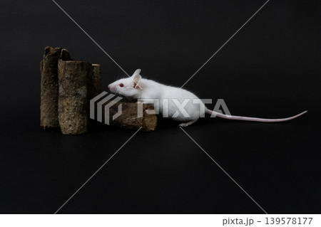 Pair of white albino mice (Mus musculus) interacting on wood logs, dark background. Pair of white albino mice (Mus musculus) interacting on wood logs, dark background. 139578177