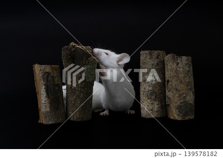 Pair of white albino mice (Mus musculus) interacting on wood logs, dark background. 139578182