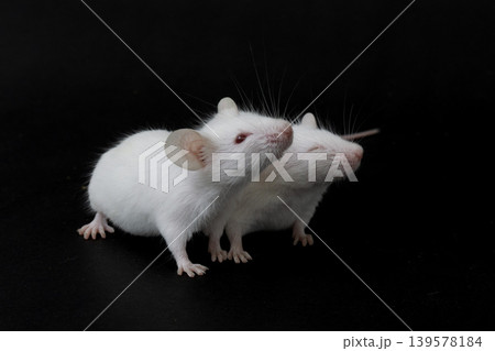 Pair of white albino mice (Mus musculus) interacting on wood logs, dark background. Pair of white albino mice (Mus musculus) interacting on wood logs, dark background. 139578184