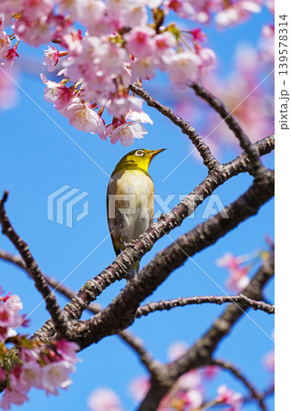 桜とメジロ 桜とメジロ 139578314