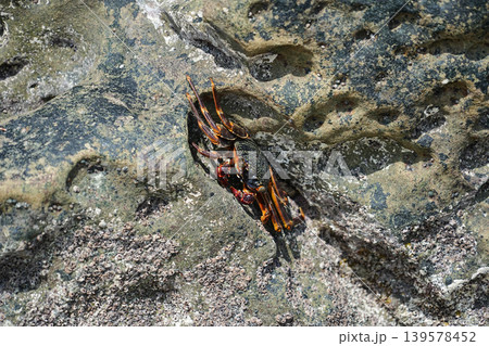 沖縄県_西表島_網取湾_カニ 139578452