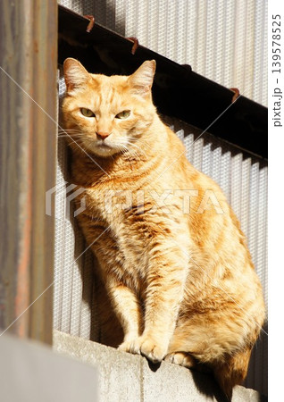 壁沿いの塀に座っている猫 壁沿いの塀に座っている猫 139578525