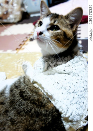 くつろいでいる猫 くつろいでいる猫 139578529