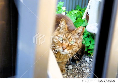 隙間から覗いている猫 隙間から覗いている猫 139578530