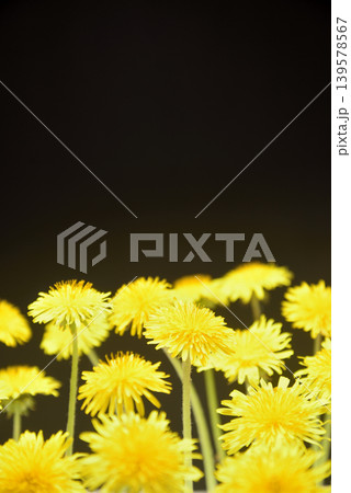 タンポポの花で春イメージ タンポポの花で春イメージ 139578567