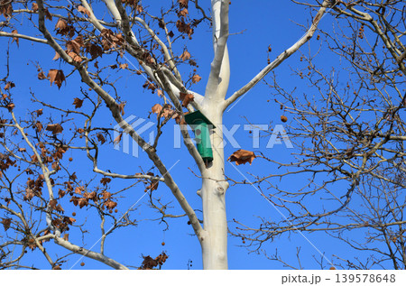Birdhouse in bare winter tree against blue sky Birdhouse in bare winter tree against blue sky 139578648