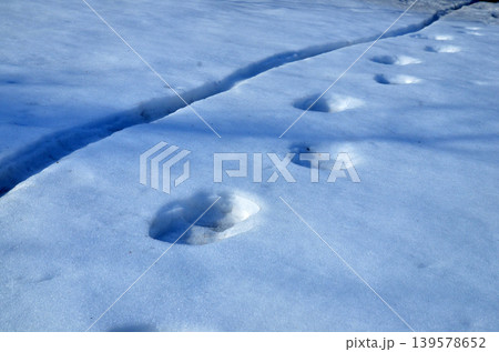 Animal Tracks in Fresh Snow 139578652