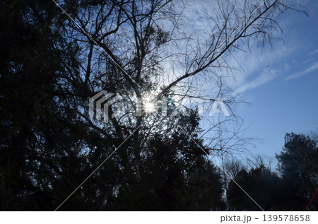 Sunlight Through Bare Trees Against Blue Sky Sunlight Through Bare Trees Against Blue Sky 139578658
