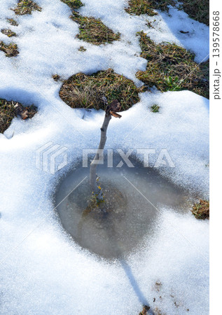 Melting snow around small sapling on grassy ground Melting snow around small sapling on grassy ground 139578668