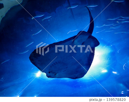 Silhouette of a stingray swimming in blue water Silhouette of a stingray swimming in blue water 139578820