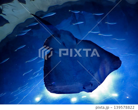 Stingray Swimming Under Blue Aquarium Lighting 139578822