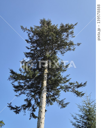 Tall tree canopy against clear blue sky 139578888