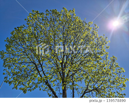 Sunlit green tree against clear blue sky Sunlit green tree against clear blue sky 139578890