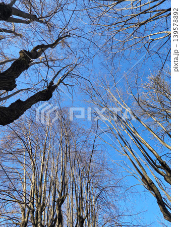 Bare tree branches against blue sky Bare tree branches against blue sky 139578892