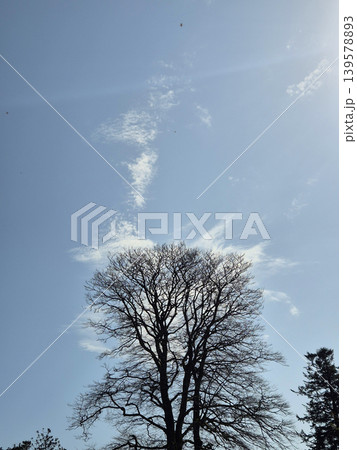 Bare tree silhouette under a clear blue sky Bare tree silhouette under a clear blue sky 139578893