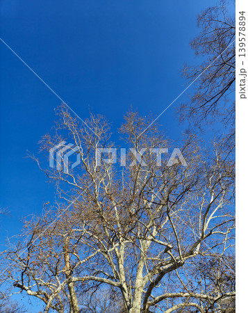 Bare tree branches against clear blue sky 139578894