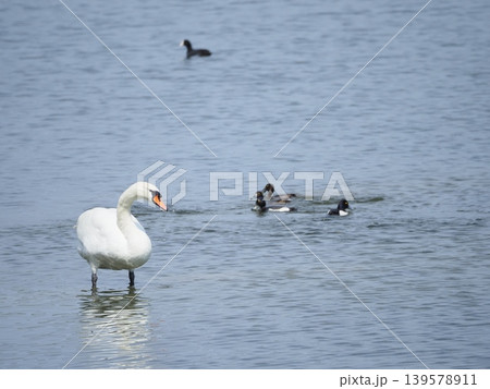 水辺に立つ白鳥 水辺に立つ白鳥 139578911