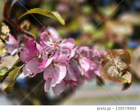 Pink blossoms on branch with soft blurred background Pink blossoms on branch with soft blurred background 139578983