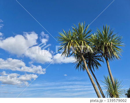 Tropical palm trees against blue sky and clouds Tropical palm trees against blue sky and clouds 139579002