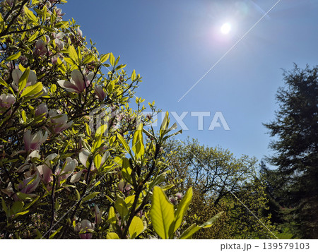 Blooming magnolia tree under bright spring sky Blooming magnolia tree under bright spring sky 139579103