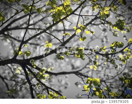 Sunlit green leaves on tree branches 139579105