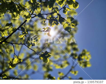 Sunlit green leaves against blue sky Sunlit green leaves against blue sky 139579107