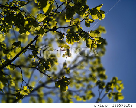 Sunlit green leaves against blue sky 139579108