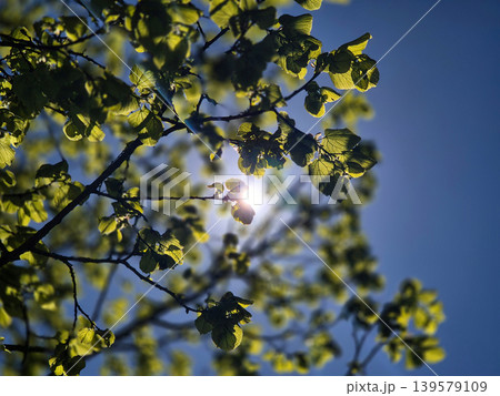 Sunlight Through Green Leaves Against Blue Sky Sunlight Through Green Leaves Against Blue Sky 139579109