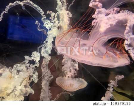Translucent jellyfish drifting in dark water 139579156