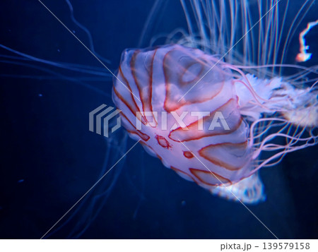 Jellyfish Floating in Deep Blue Water Jellyfish Floating in Deep Blue Water 139579158