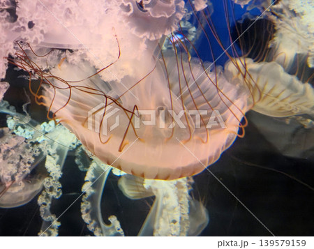 Translucent jellyfish drifting in dark water 139579159