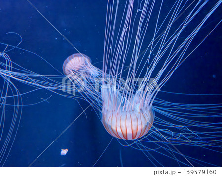 Jellyfish drifting in deep blue water 139579160