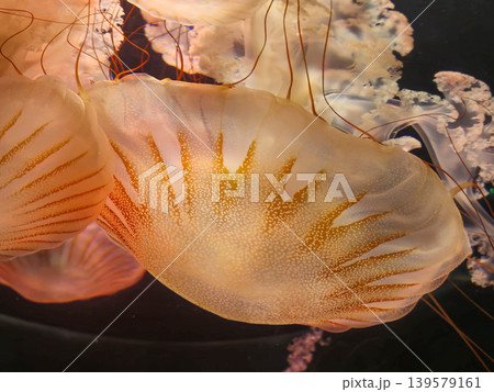 Glowing jellyfish drifting in dark water Glowing jellyfish drifting in dark water 139579161