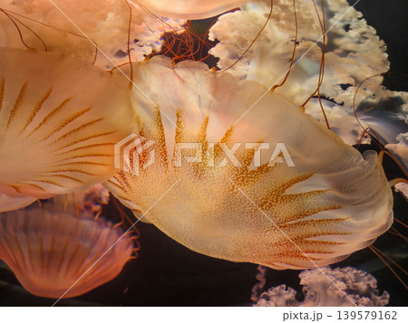 Translucent jellyfish floating in dark water Translucent jellyfish floating in dark water 139579162