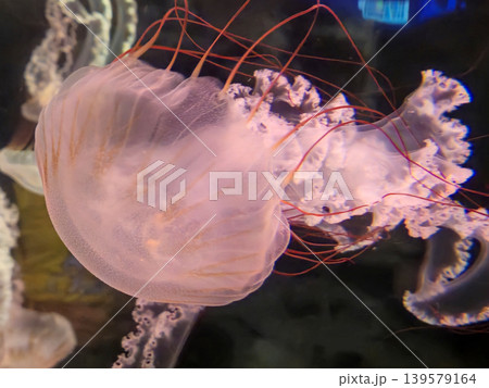 Translucent jellyfish with long red tentacles 139579164