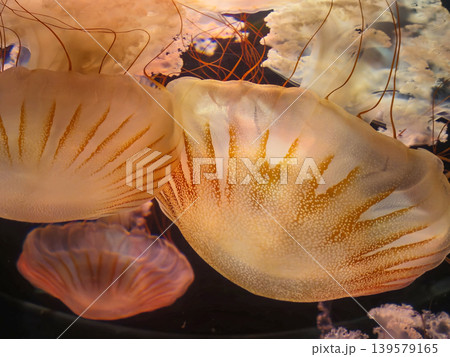Glowing jellyfish underwater in dark aquarium Glowing jellyfish underwater in dark aquarium 139579165