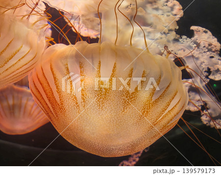 Close Up of Glowing Jellyfish in Dark Water 139579173