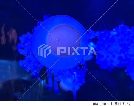 Blue glowing jellyfish underwater close up Blue glowing jellyfish underwater close up 139579177