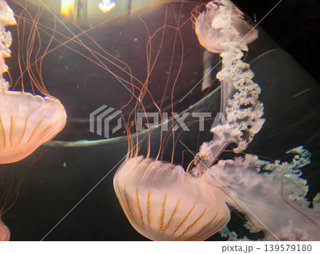 Glowing jellyfish floating in dark aquarium water 139579180