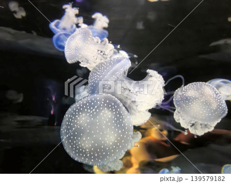 Translucent spotted jellyfish swimming in dark water Translucent spotted jellyfish swimming in dark water 139579182