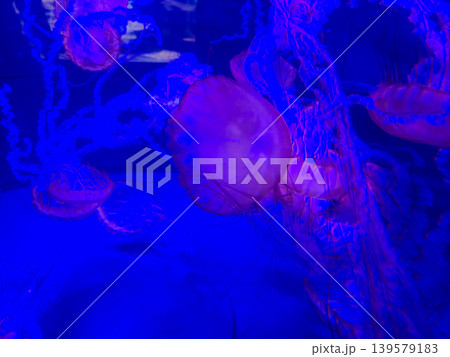 Glowing jellyfish drifting in blue aquarium water 139579183