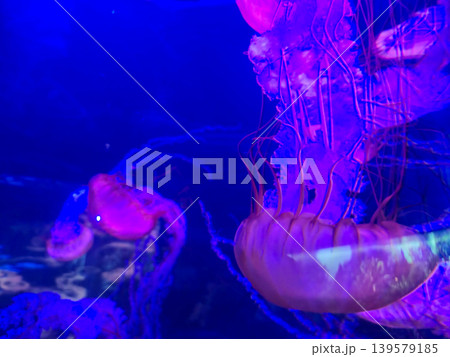 Jellyfish Floating in Blue Aquarium Light 139579185