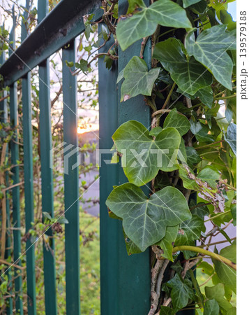 Green ivy climbing a metal fence at sunset Green ivy climbing a metal fence at sunset 139579188