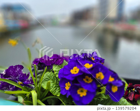 Purple spring flowers with blurred urban canal background Purple spring flowers with blurred urban canal background 139579204