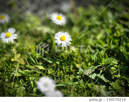 White daisies blooming in green grass White daisies blooming in green grass 139579214