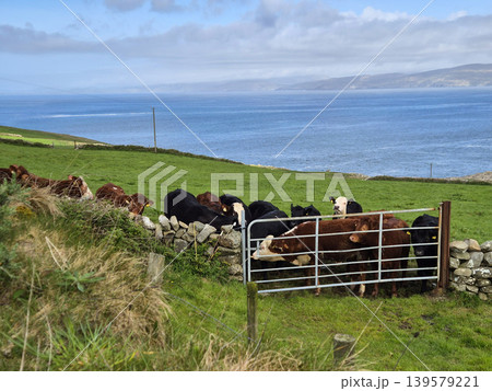 Herd of cows gathered by a coastal pasture gate Herd of cows gathered by a coastal pasture gate 139579221
