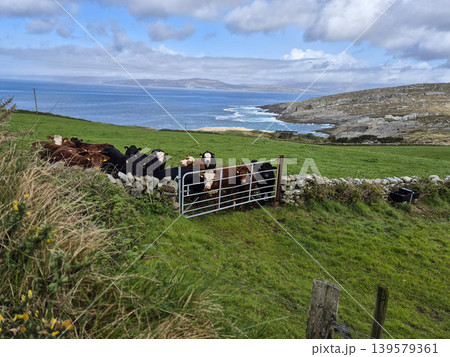 Cattle Gathered on Coastal Green Pasture Cattle Gathered on Coastal Green Pasture 139579361