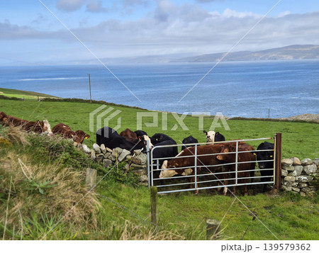 Cattle Gathered at Gate on Coastal Pasture 139579362