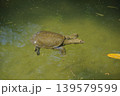 池を泳ぐスッポン 139579599