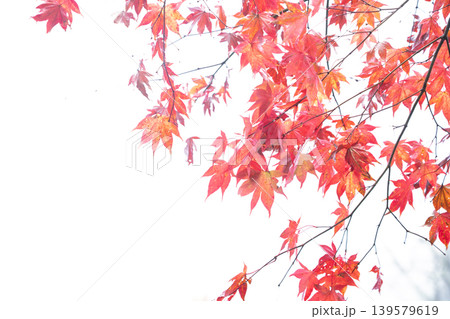地元で愛される紅葉の名所京都府亀岡市神蔵寺を撮影 地元で愛される紅葉の名所京都府亀岡市神蔵寺を撮影 139579619